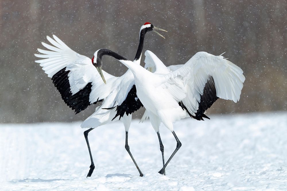 Japan-Hokkaido-Kushiro Two red-crowned cranes dance together in the lightly falling snow art print by Ellen Goff for $57.95 CAD